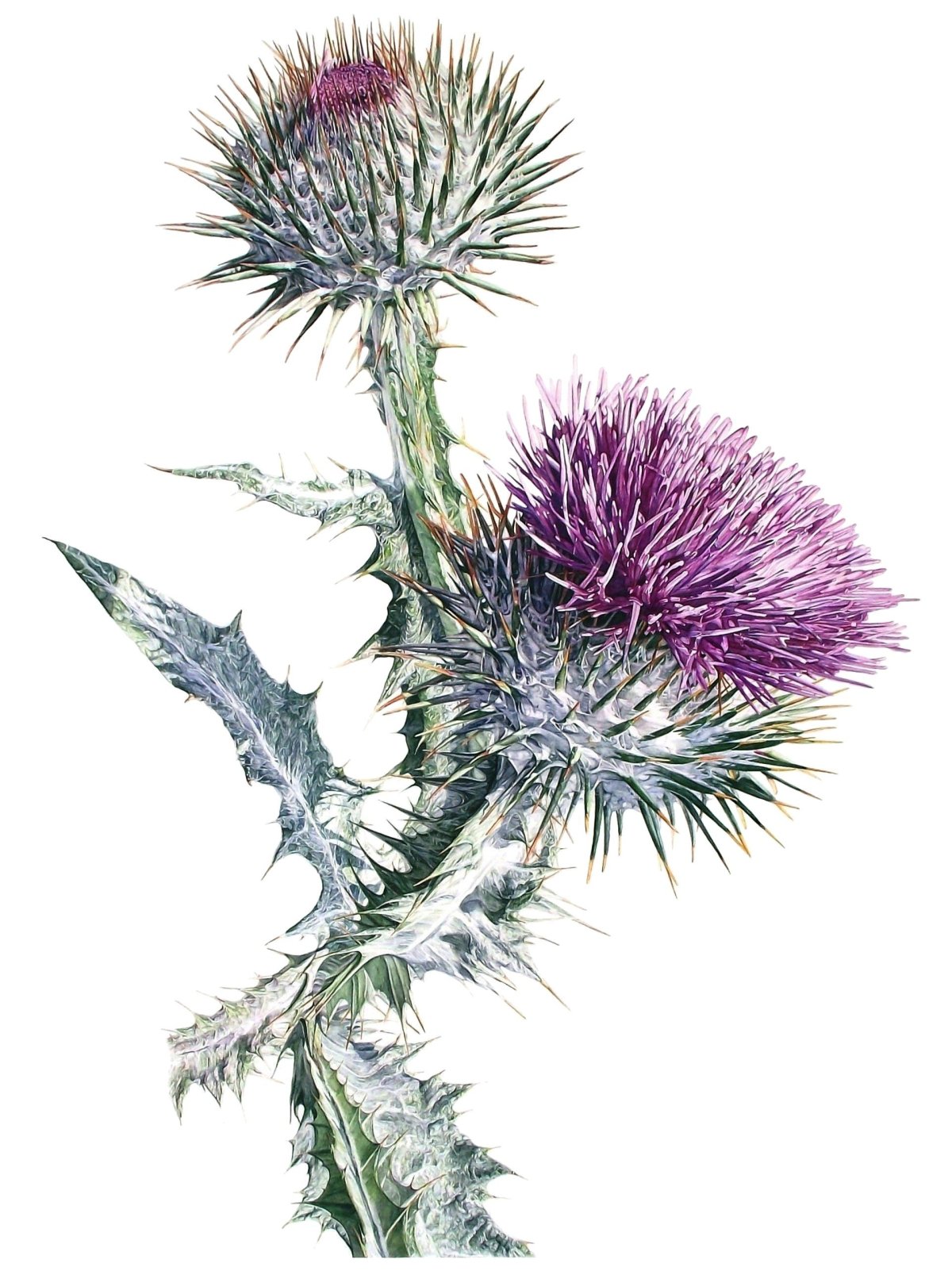 Чертополох Botanical Art