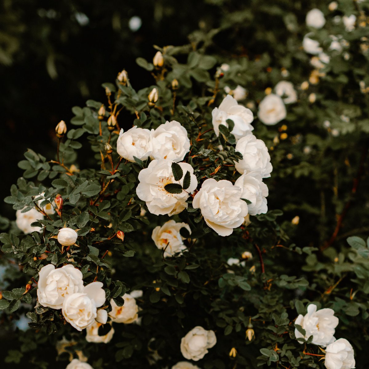 Роза с белыми цветами кустом