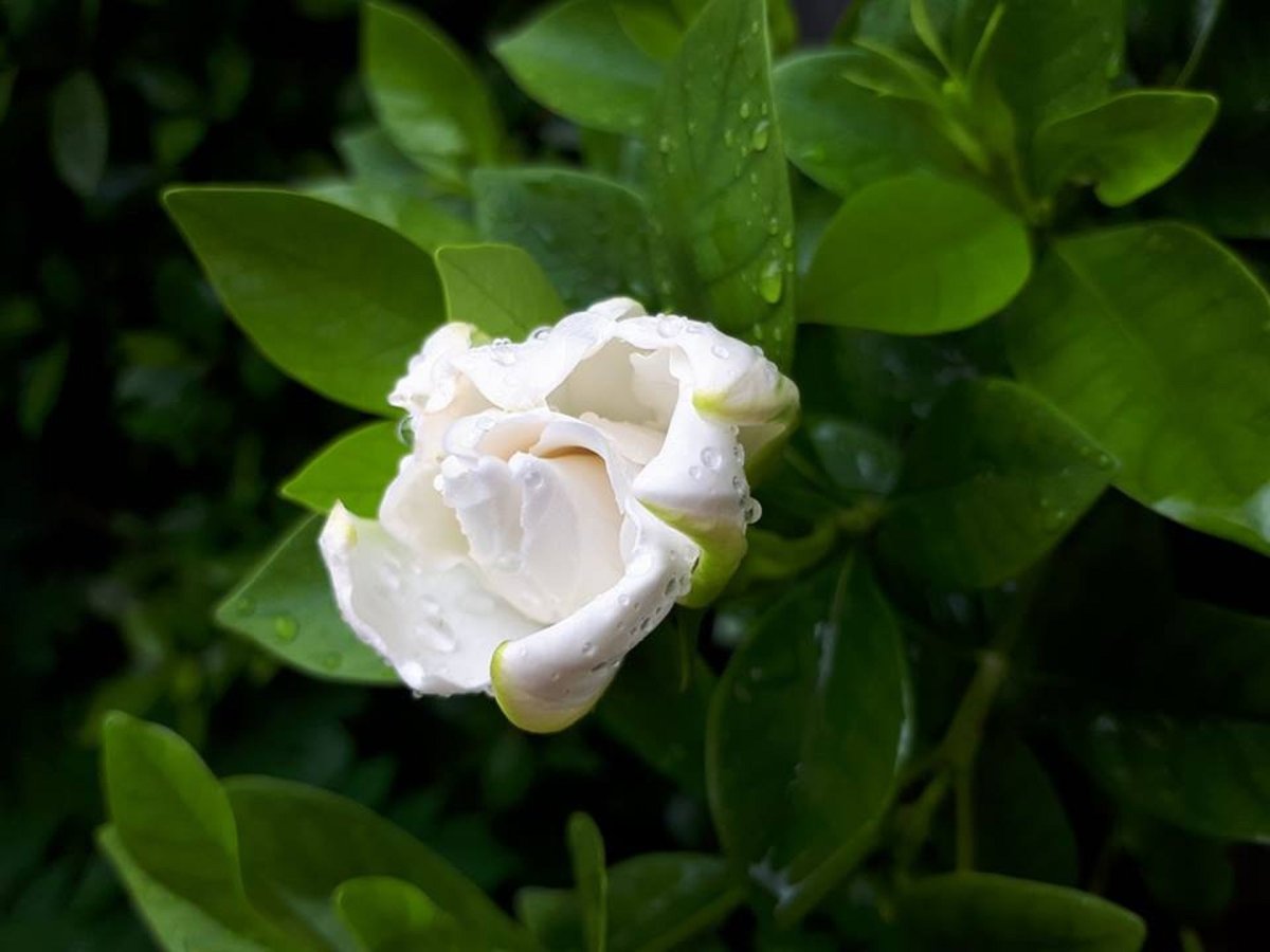 White Rose leaves
