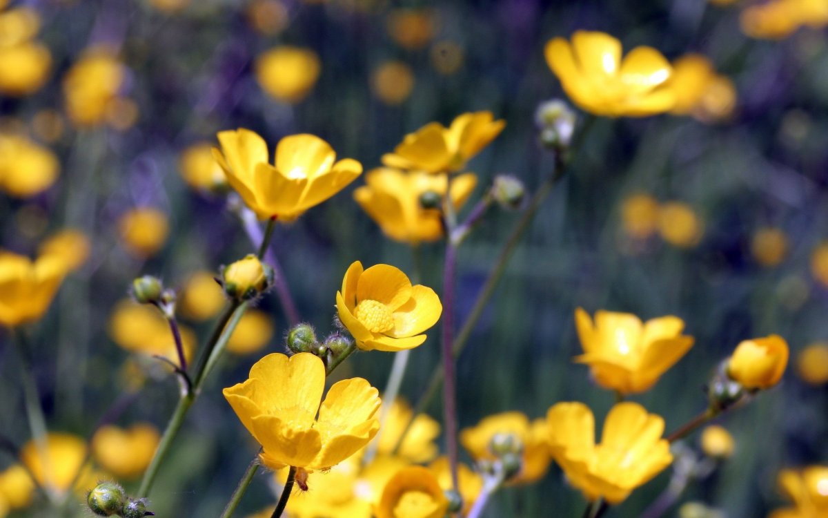 Желтые дикие цветы