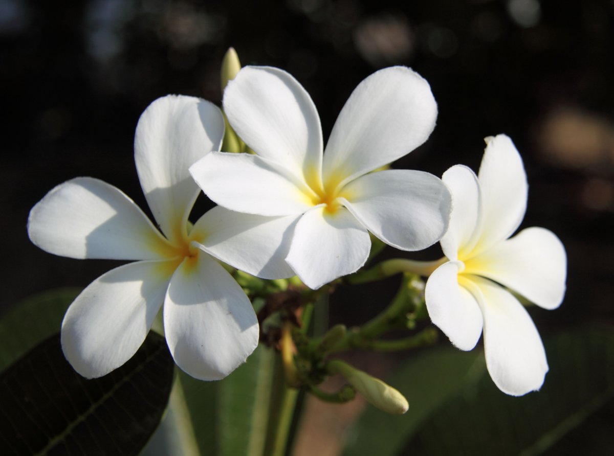 Южное растение с белыми цветами