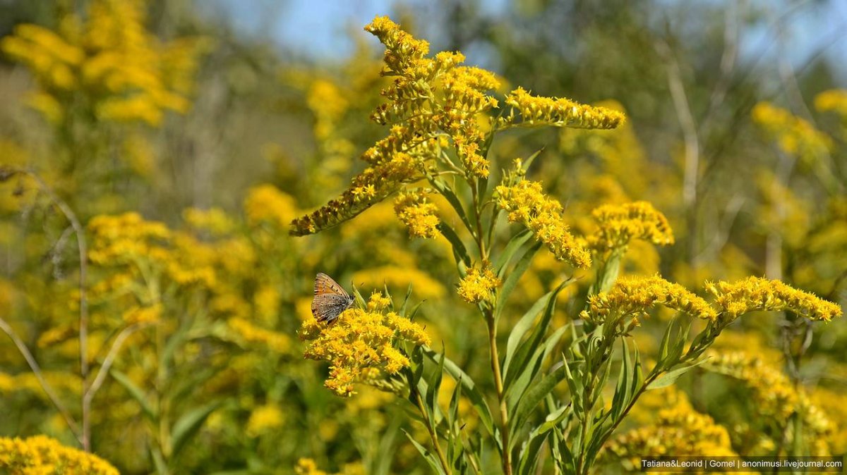 Золотарник канадский (Solidago canadensis l.)
