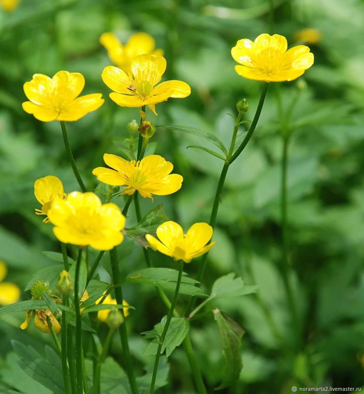 Лютик едкий (Ranúnculus Ácris