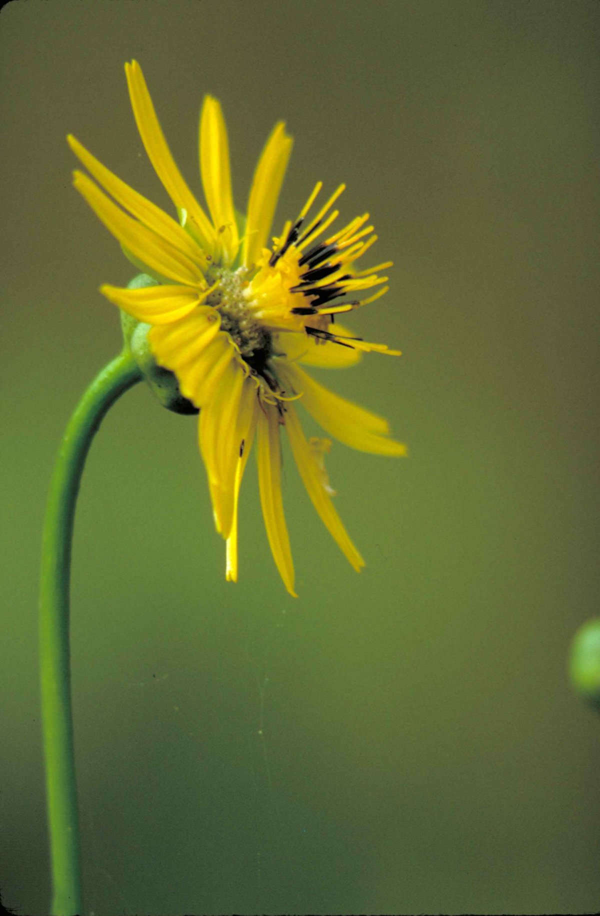 Silphium terebinthinaceum