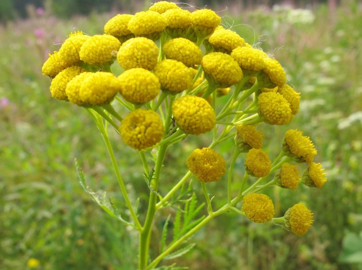 Tanacetum пижма