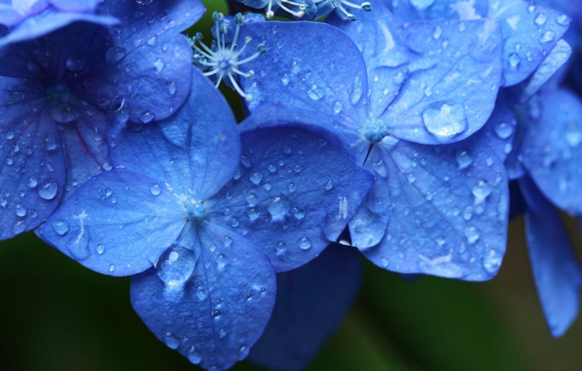 Популярные голубые цветы