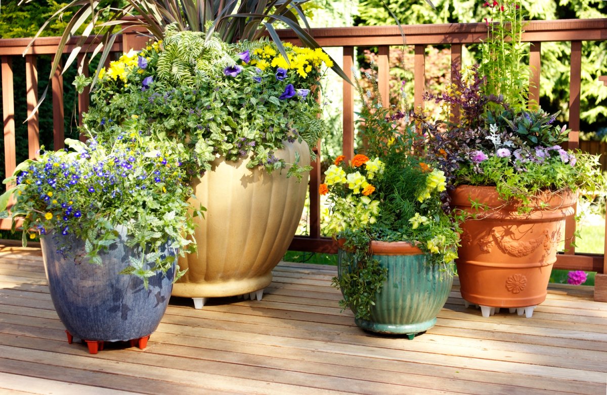 Plants in Pots Gartenzia