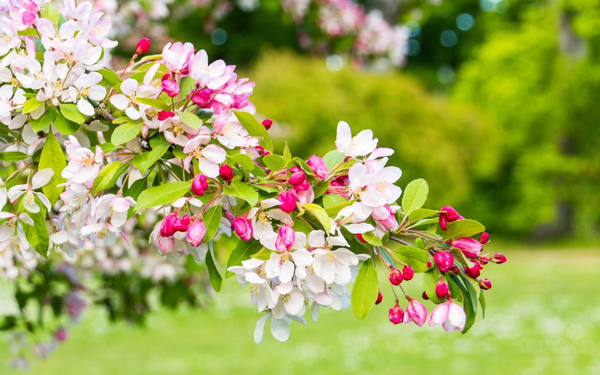 Wallpapers 4k Ultra HD Flowers