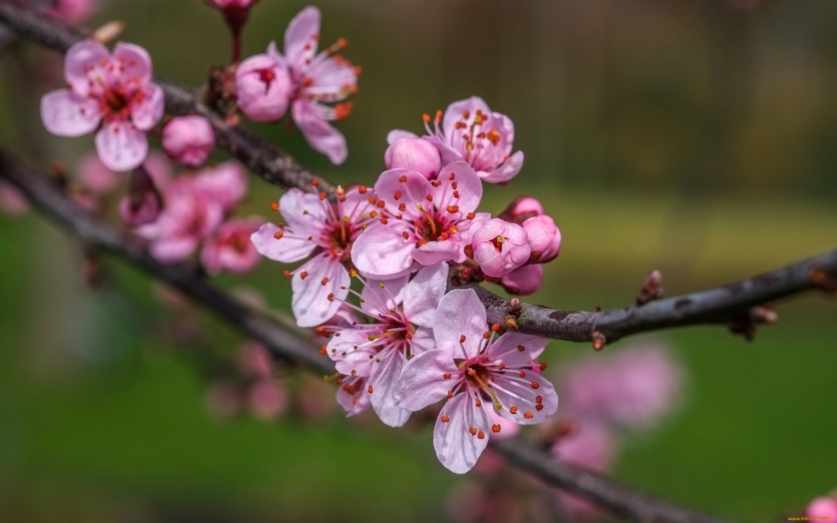 Sakura вишня