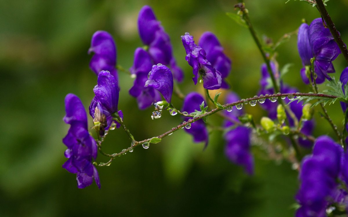 Ядовитые фиолетовые полевые цветы
