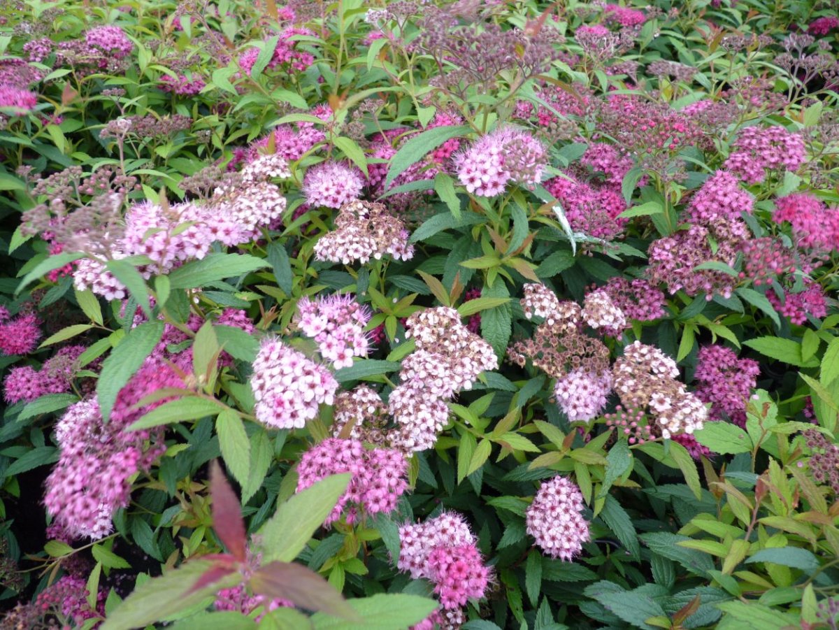 Спирея decumbens