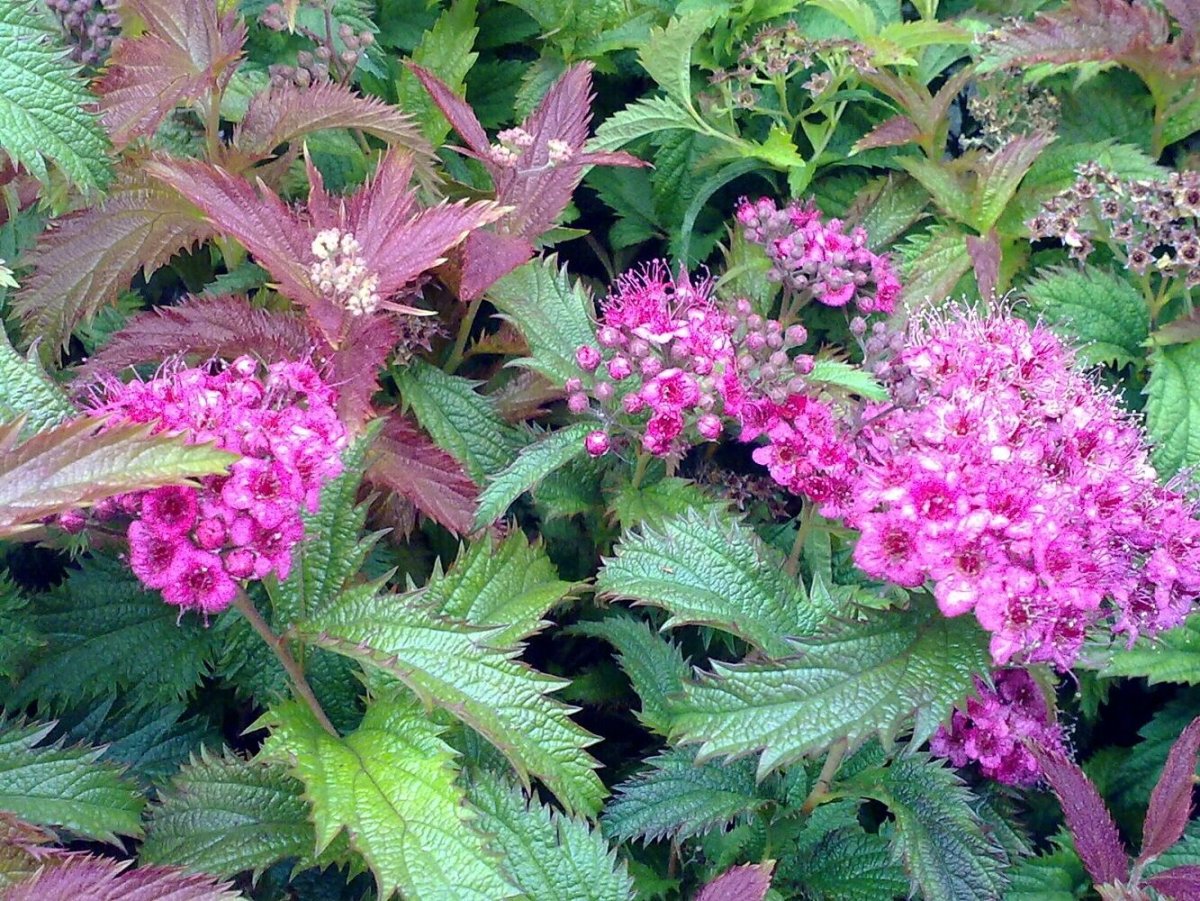 Спирея японская Spiraea japonica crispa