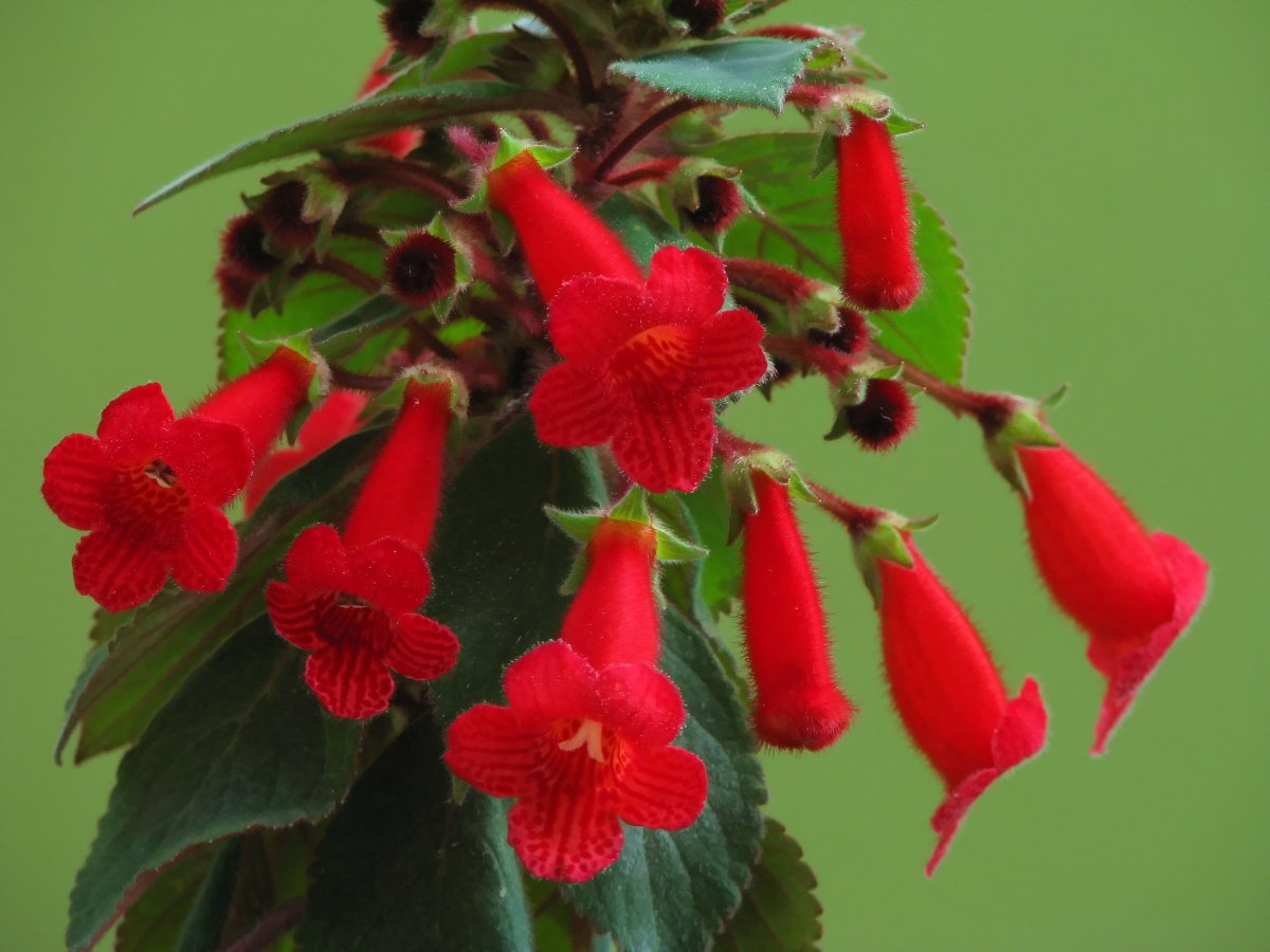 Комнатный цветок с красными цветами колокольчиками