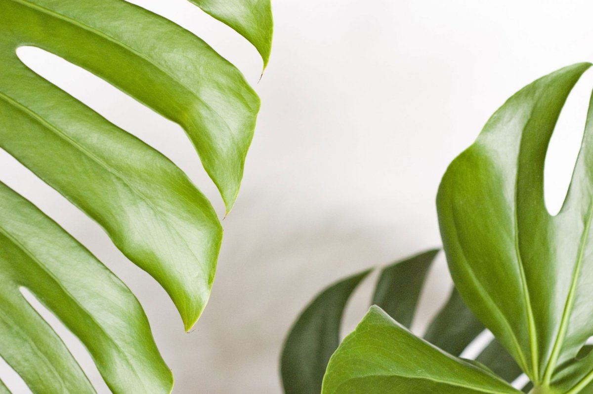 Monstera Leaf
