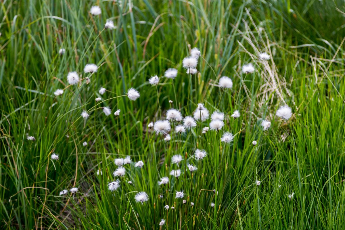 Болотная трава с белыми цветами