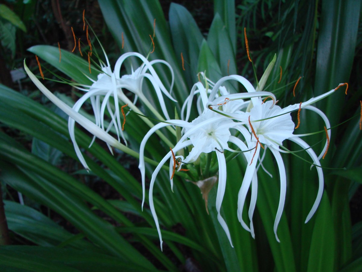 Гименокаллис speciosa