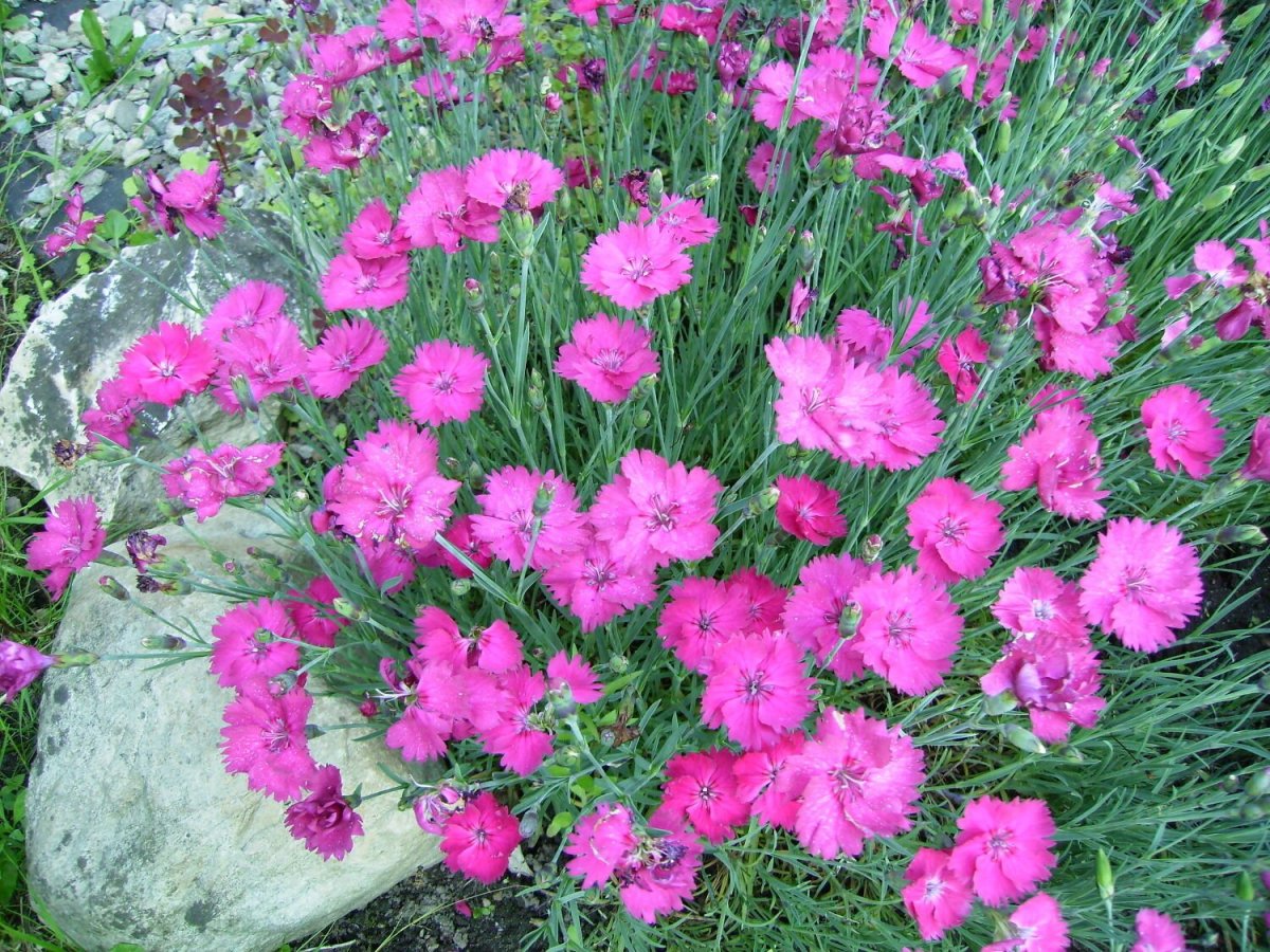 Гвоздика Альпийская Dianthus Alpinus