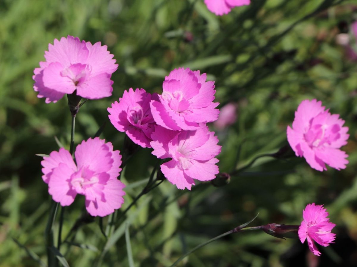 Гвоздика сизая Dianthus gratianopolitanus