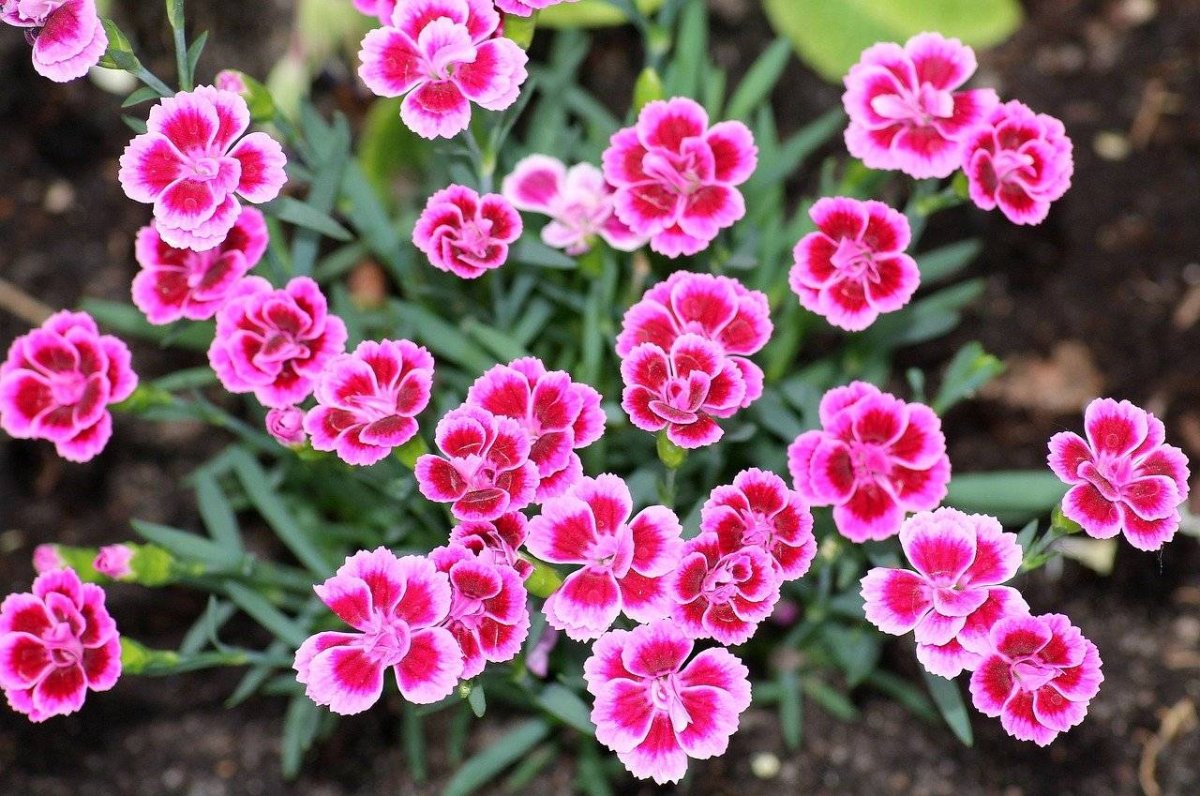 Гвоздика Dianthus caryophyllus