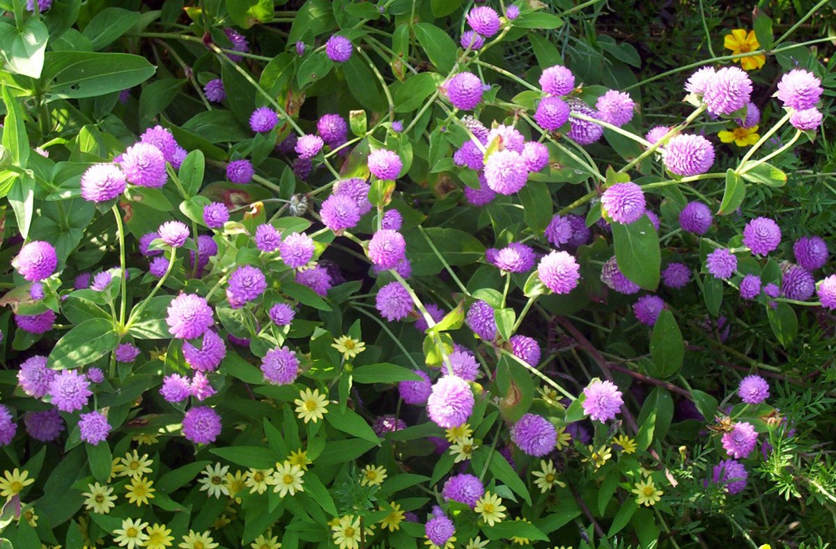 Гомфрена шаровидная (Gomphrena globosa)
