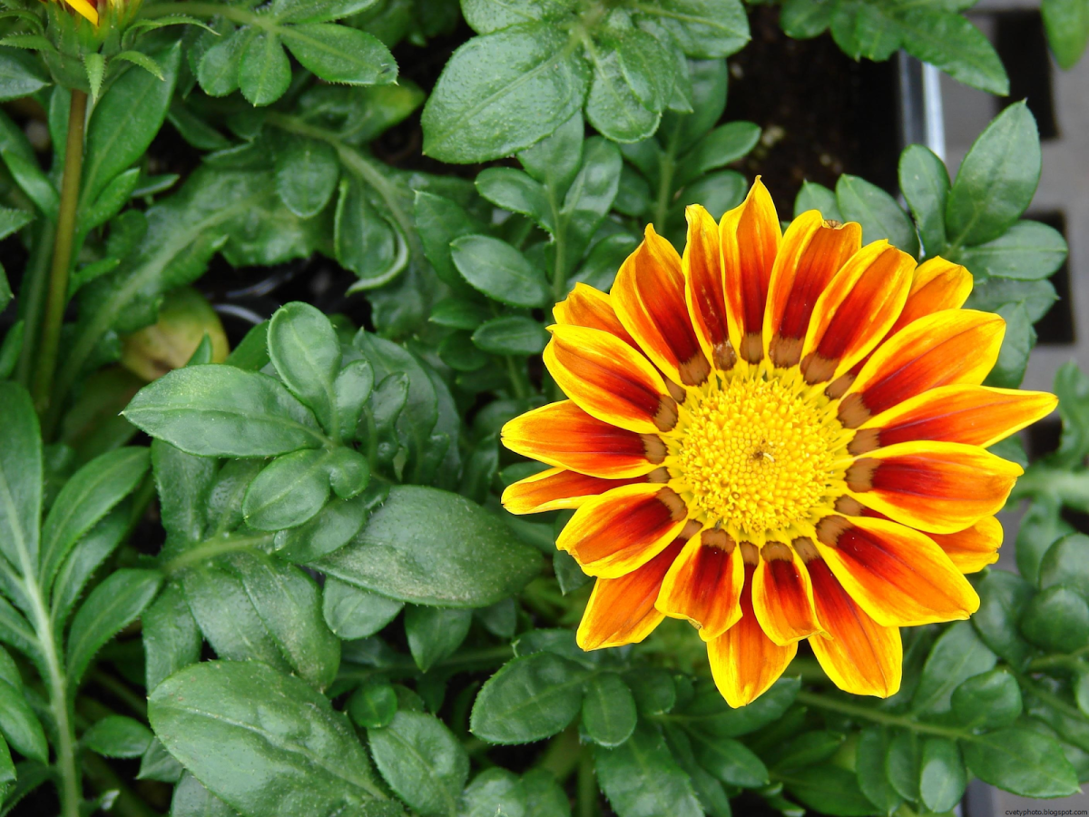 Gazania rigens) "Kontiki f1" (Orange