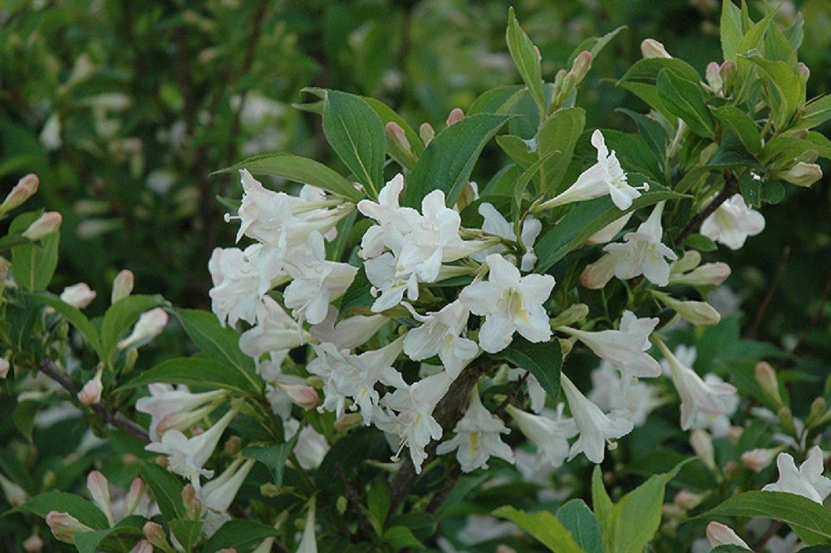Растение кустарник с белыми цветами