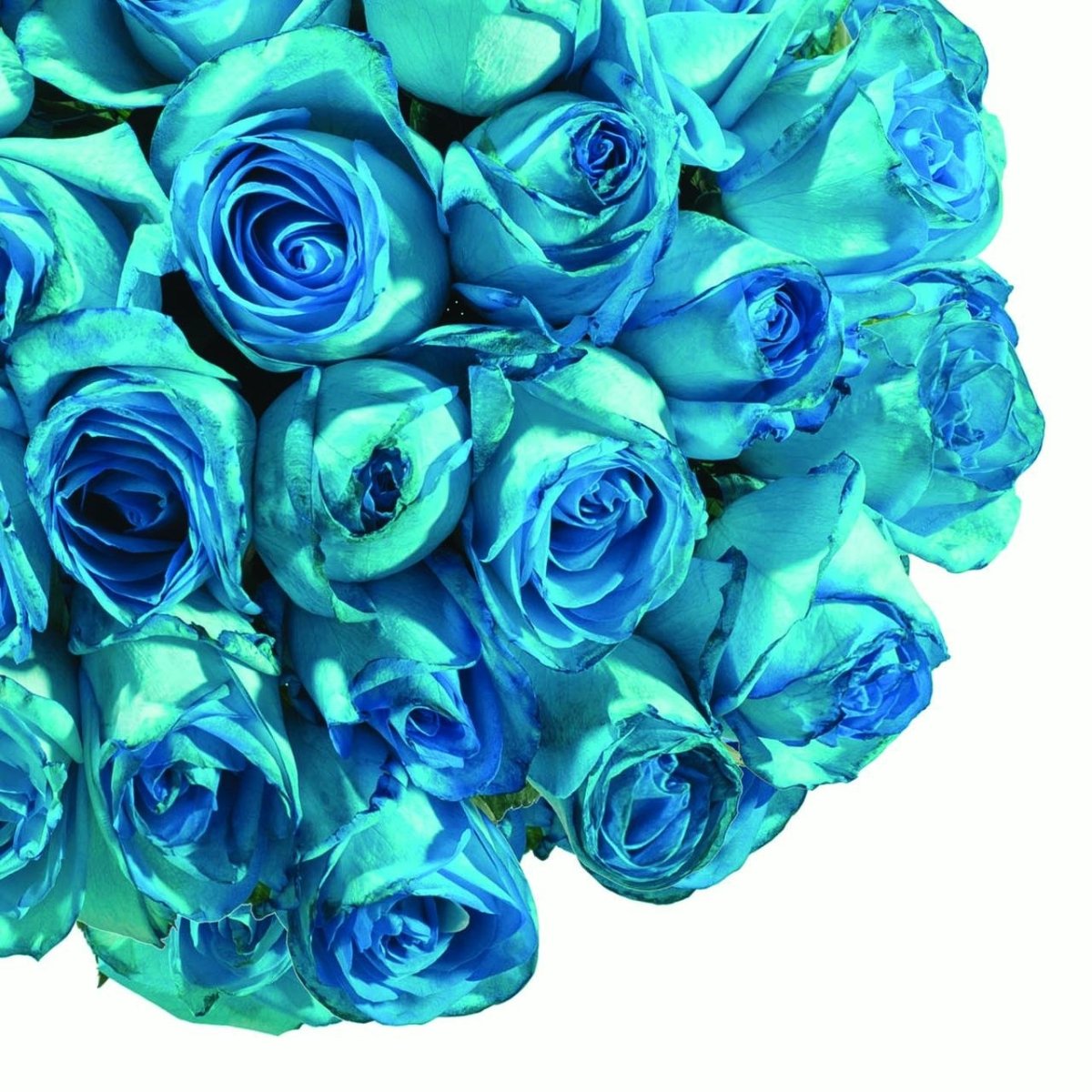 Rose 3937 голубая бирюза