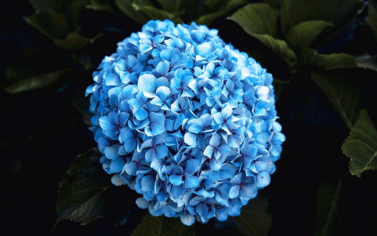 Гортензия Fay Blue