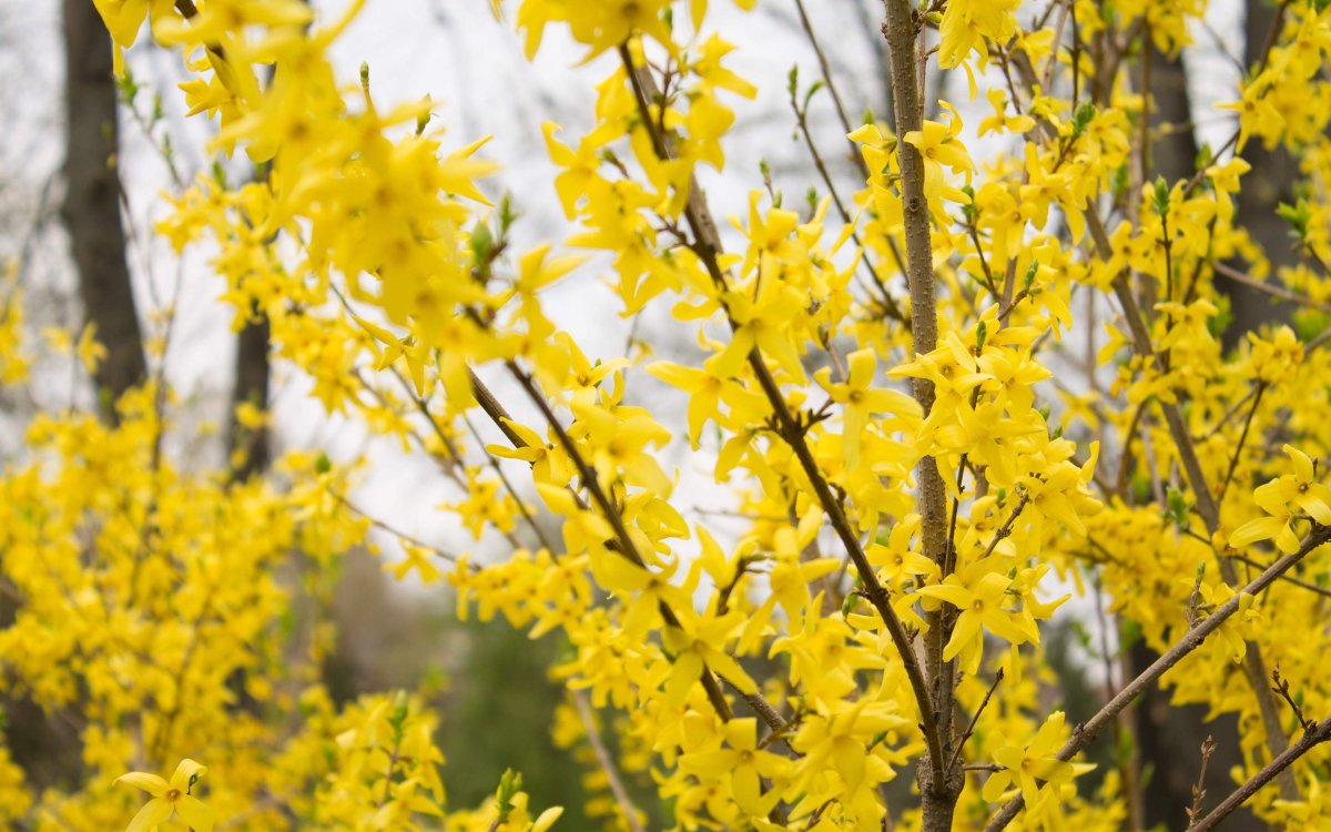 Форзиция промежуточная Forsythia x Intermedia