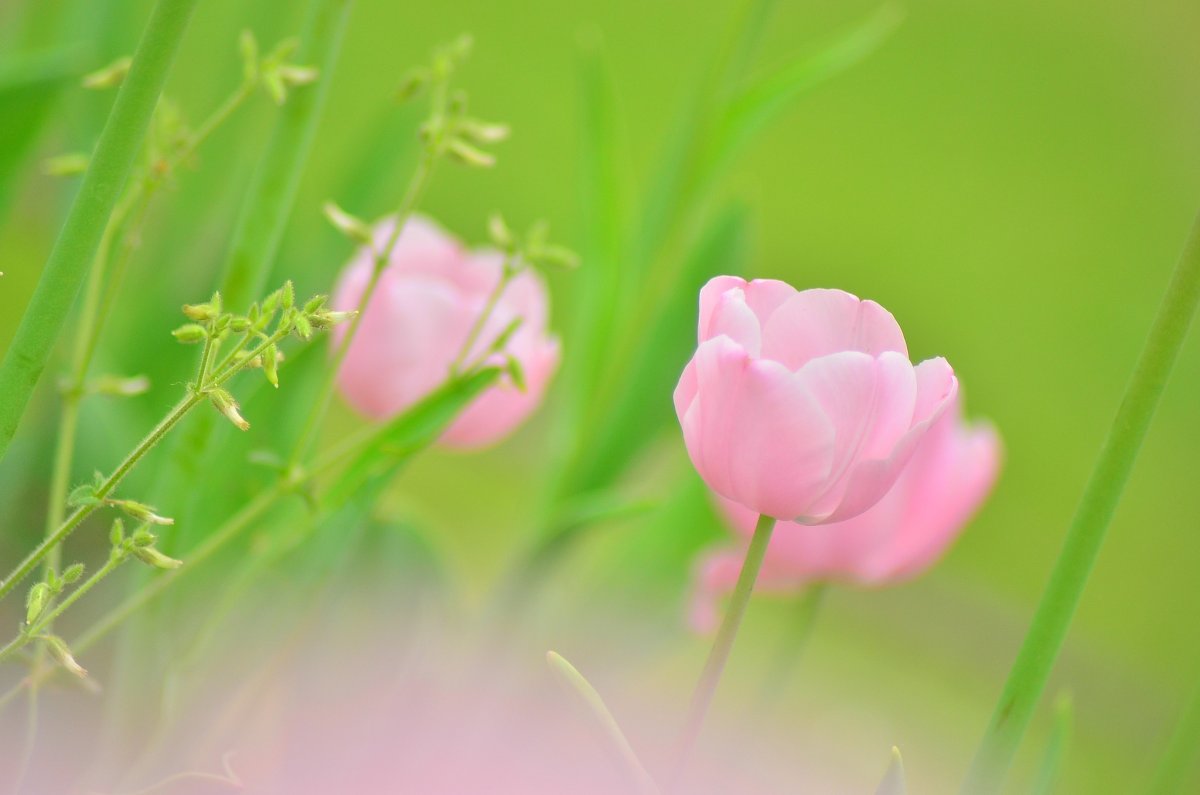 Зелено розовые цветы