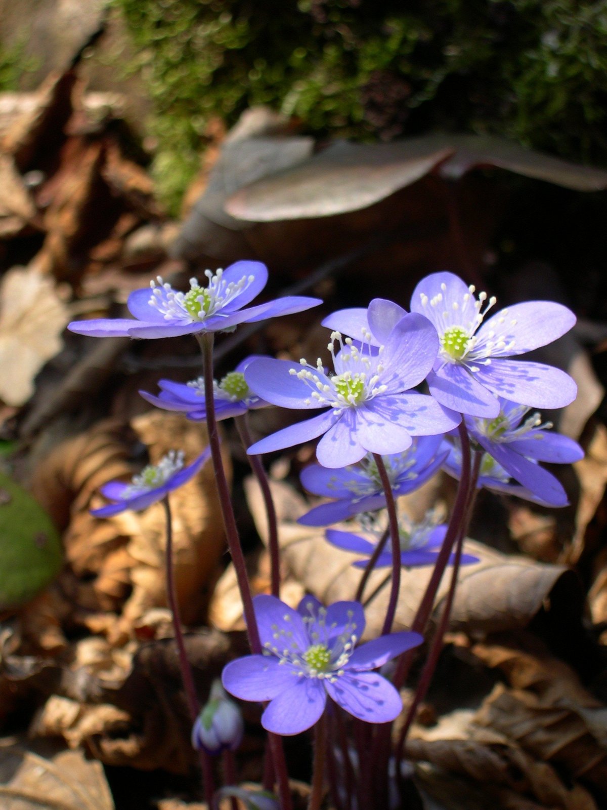 Печеночница благородная (hepatica Nobilis)