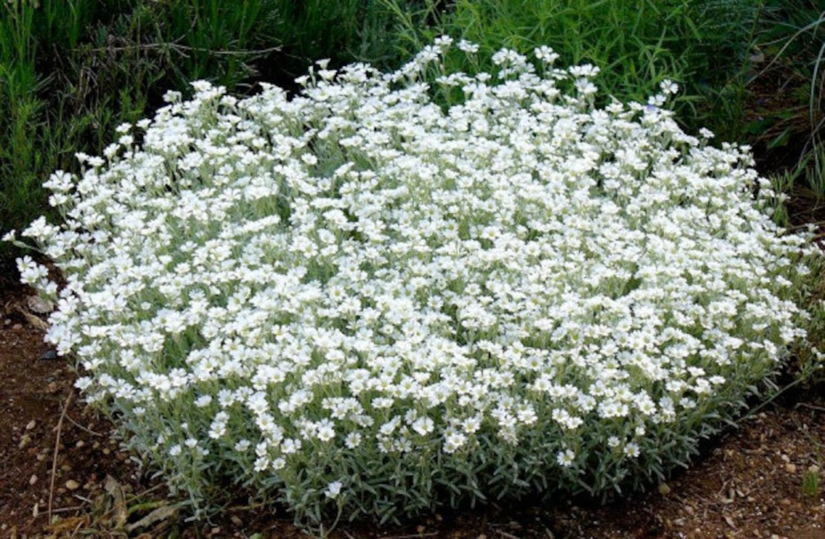 Белые почвопокровные цветы многолетники