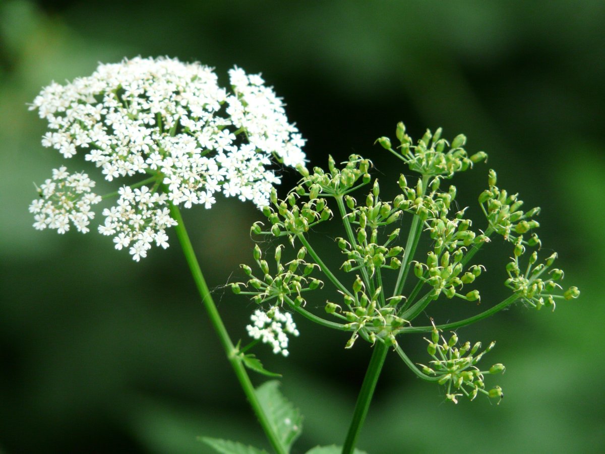 Зонтичные (Umbelliferae(Apiaceae))