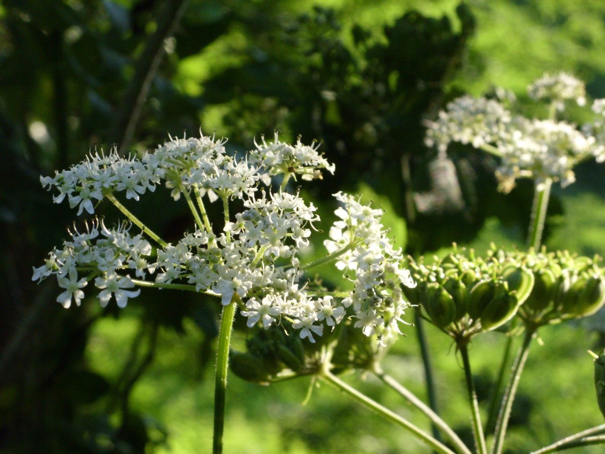 Зонтичные (Apiaceae)