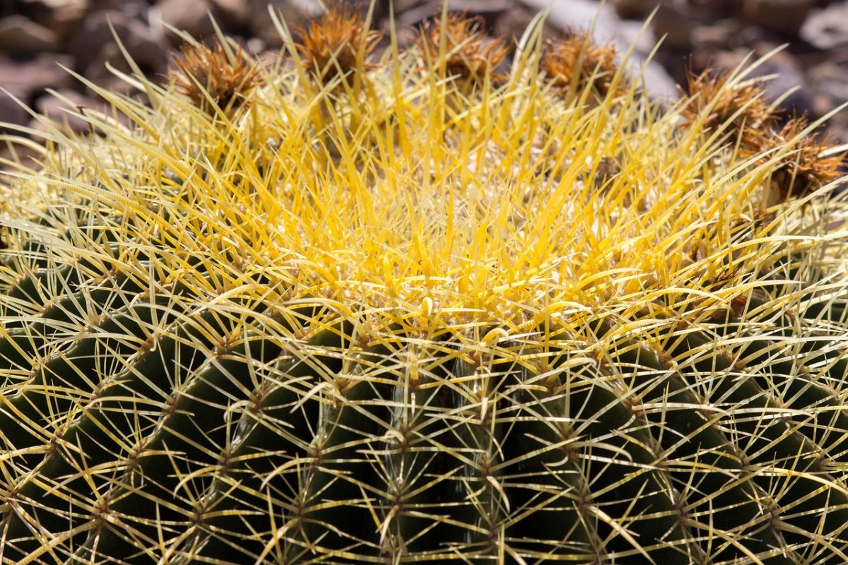 Cactus Spines