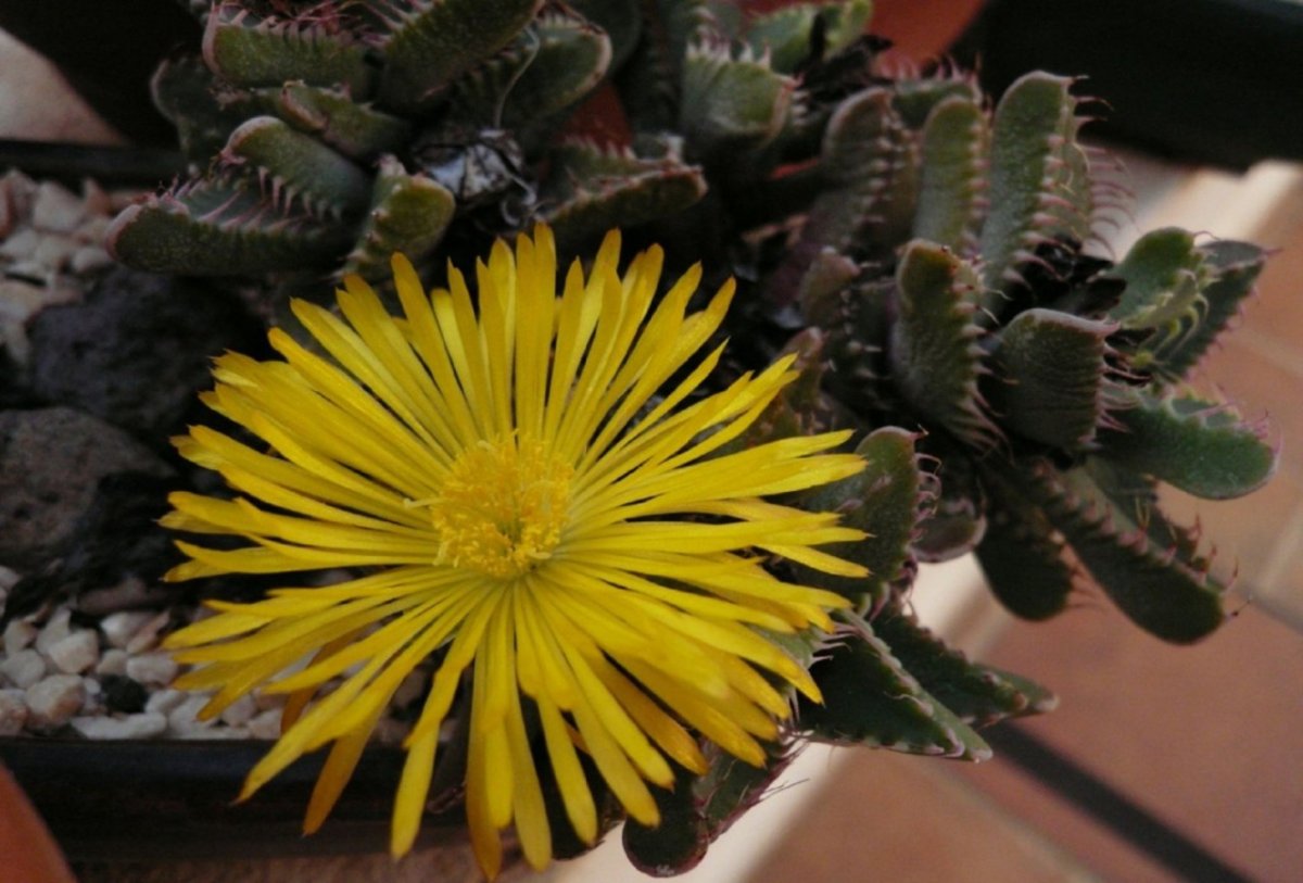 Faucaria britteniae