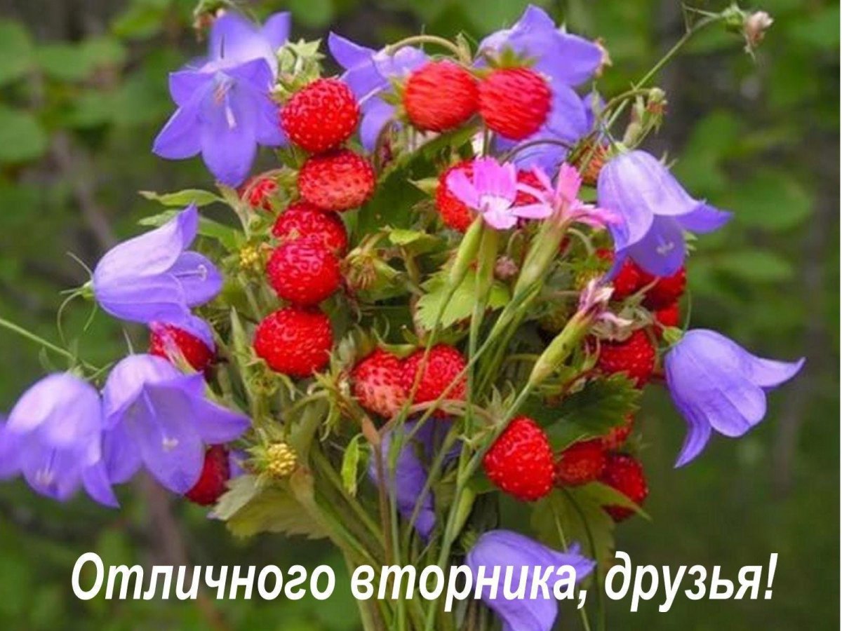 Земляника и колокольчики