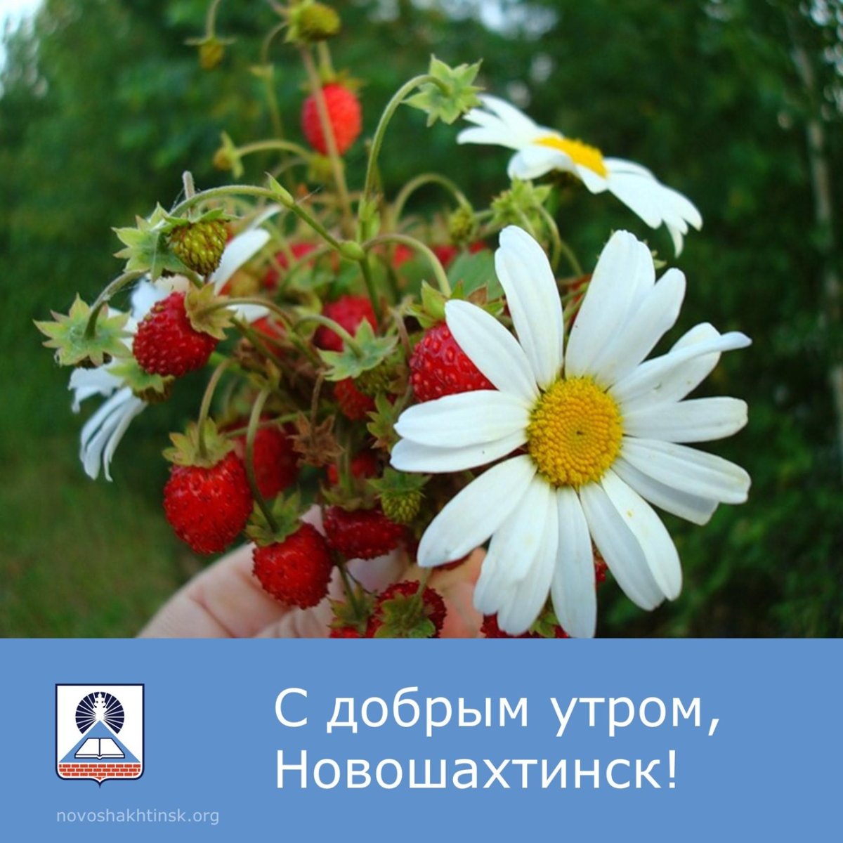 Полевые цветы и земляника