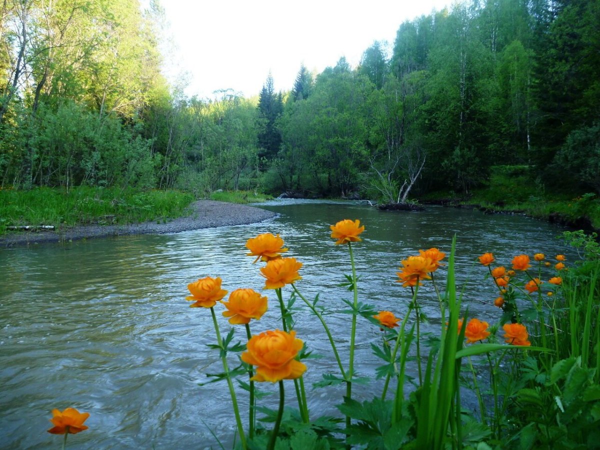 Купальница Лесное озеро