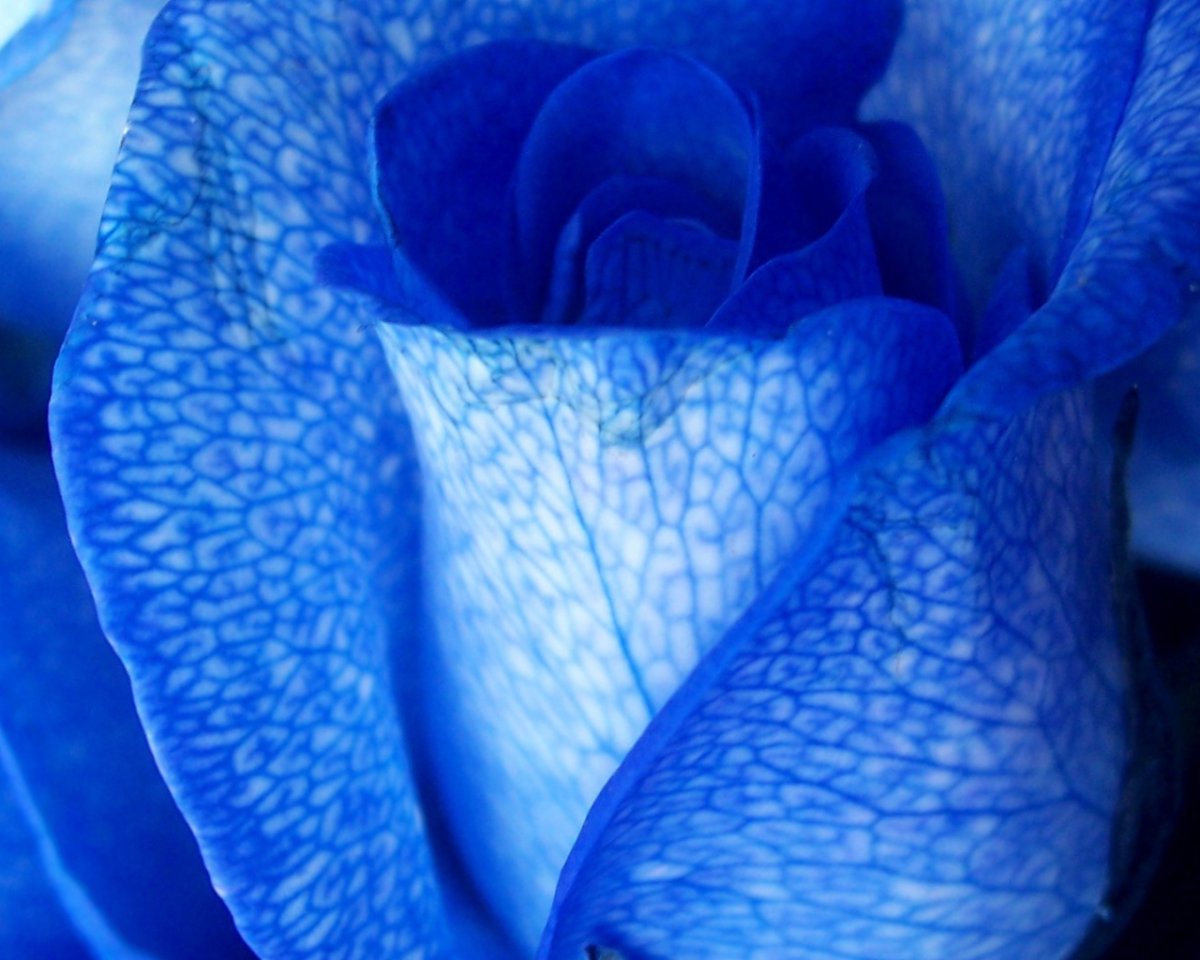 Синие большие цветы