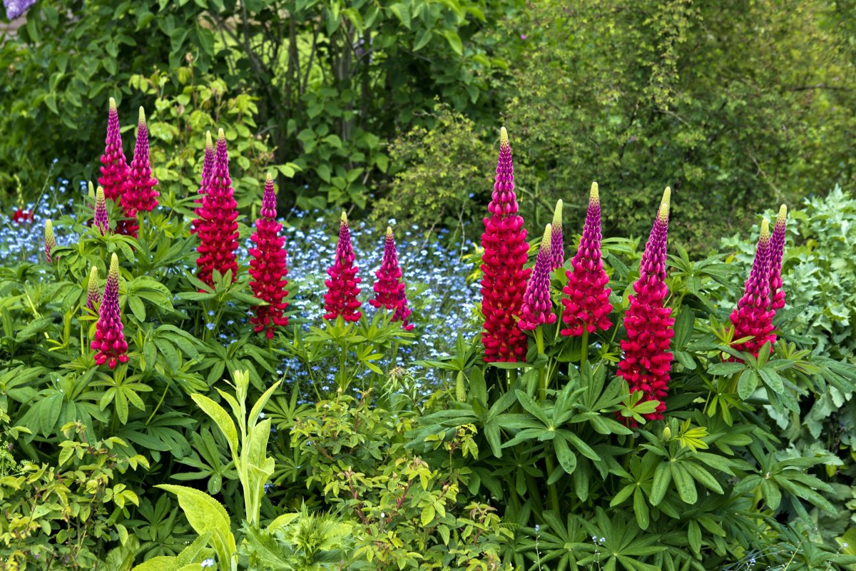 Люпин многолистный Lupinus Red Shades