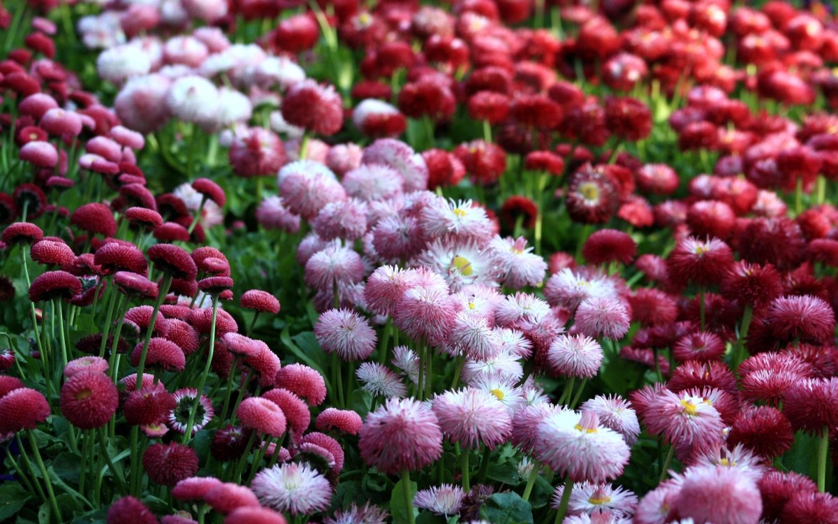 Маргаритка многолетняя Bellis perennis