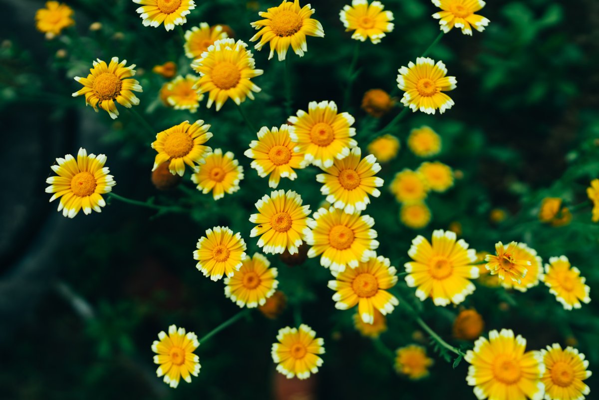 Wallpaper Yellow Daisies