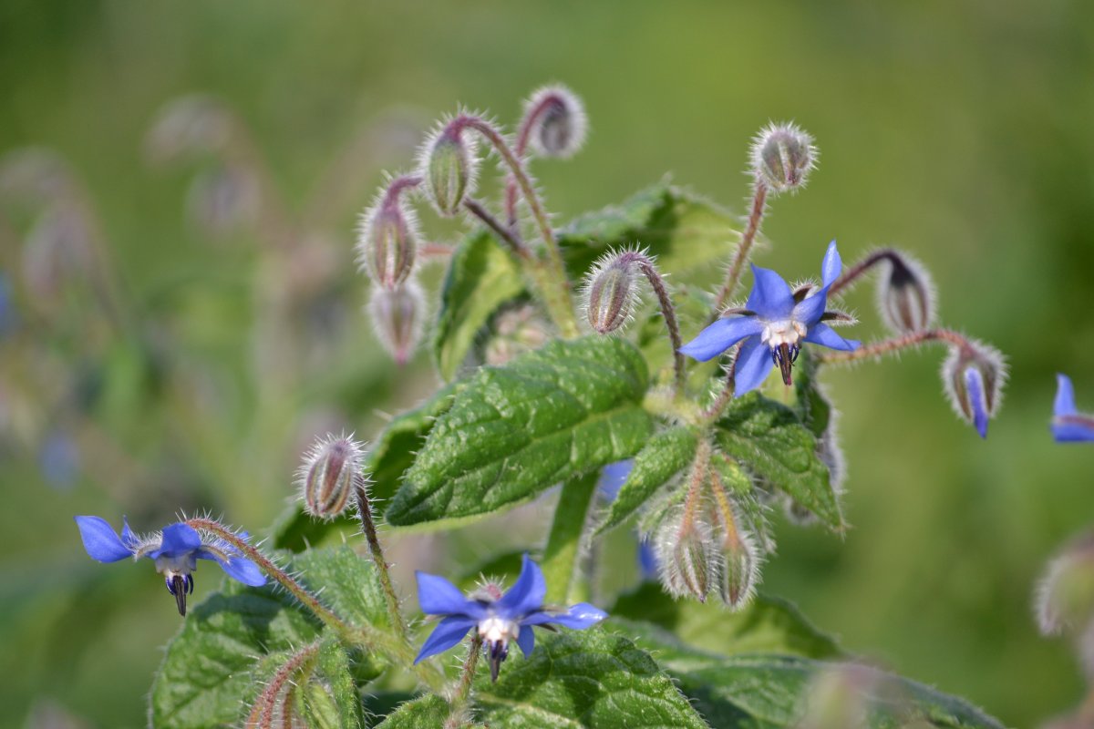Растение с синими цветами сорняк