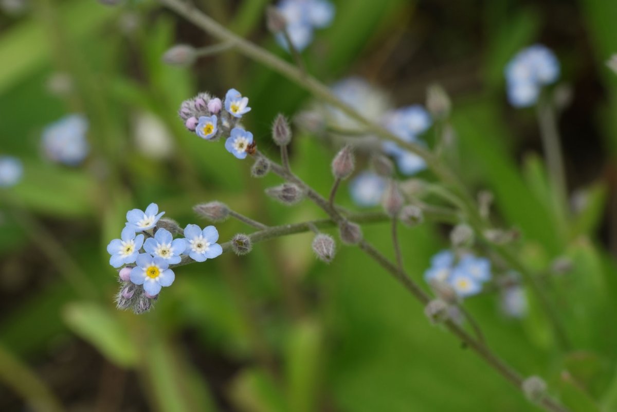 Незабудка Полевая (Myosotis arvensis (l.) Hill)