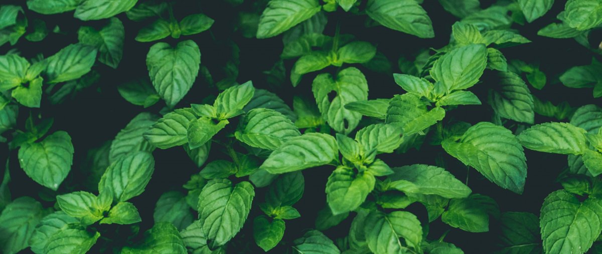 Collins w. "Basil"