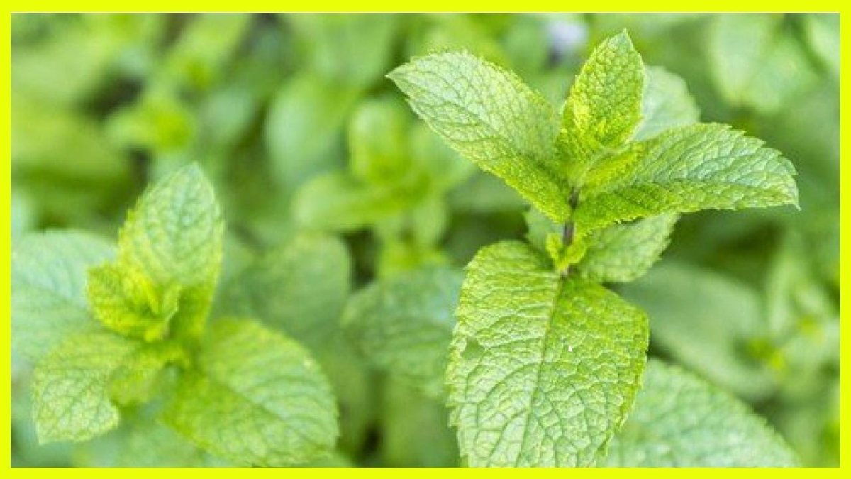 Mentha spicata Spanish Spearmint