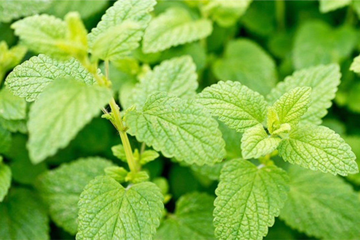 Mentha piperita Lemon Fresh