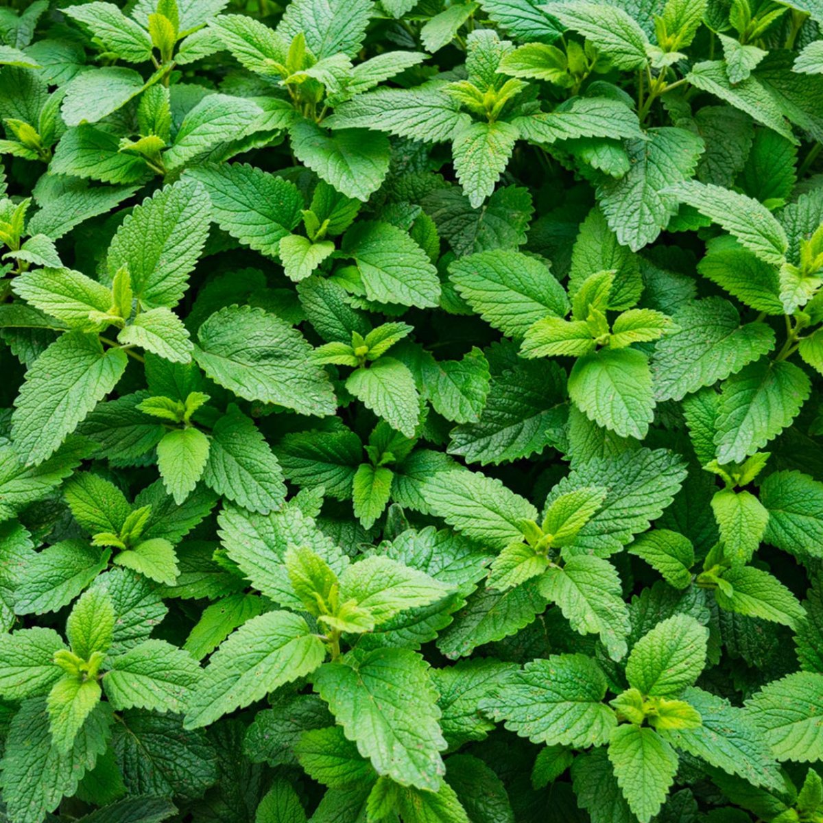 Spearmint texture