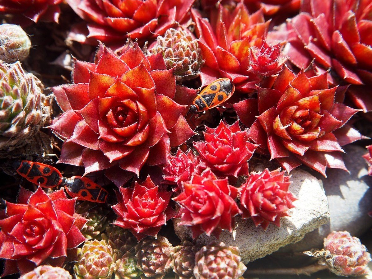 Echeveria Amphoralis